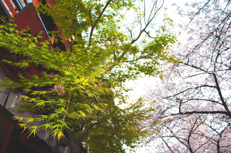 f:id:naotake1974:20120407171329j:image:w640 f:id:naotake1974:20120407171329j:image:w640