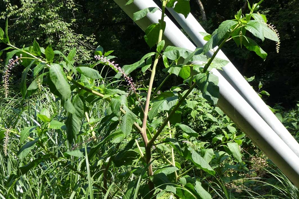f:id:naotarow:20180603205053j:plain f:id:naotarow:20180603205053j:plain