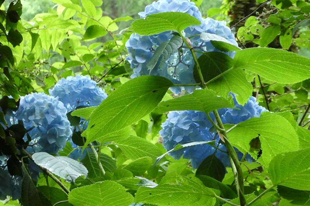 f:id:naotarow:20180610225625j:plain f:id:naotarow:20180610225625j:plain