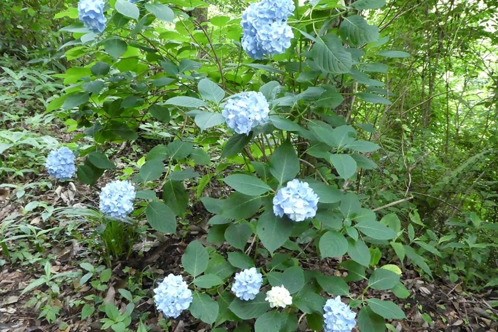 f:id:naotarow:20180610225640j:plain f:id:naotarow:20180610225640j:plain