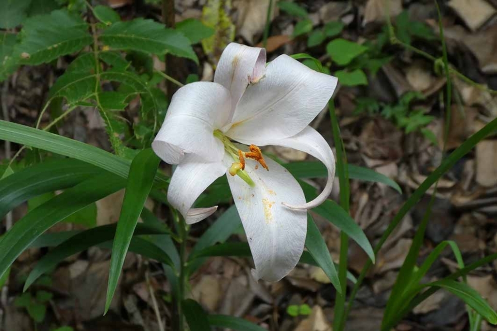 f:id:naotarow:20180610225708j:plain f:id:naotarow:20180610225708j:plain