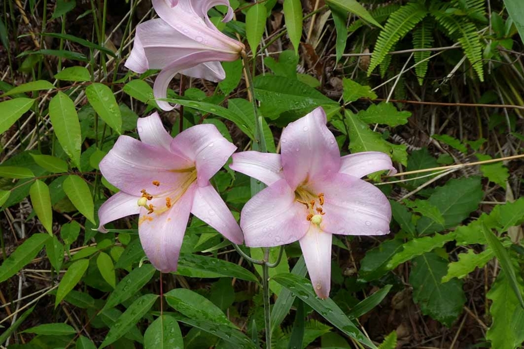 f:id:naotarow:20180610225715j:plain f:id:naotarow:20180610225715j:plain