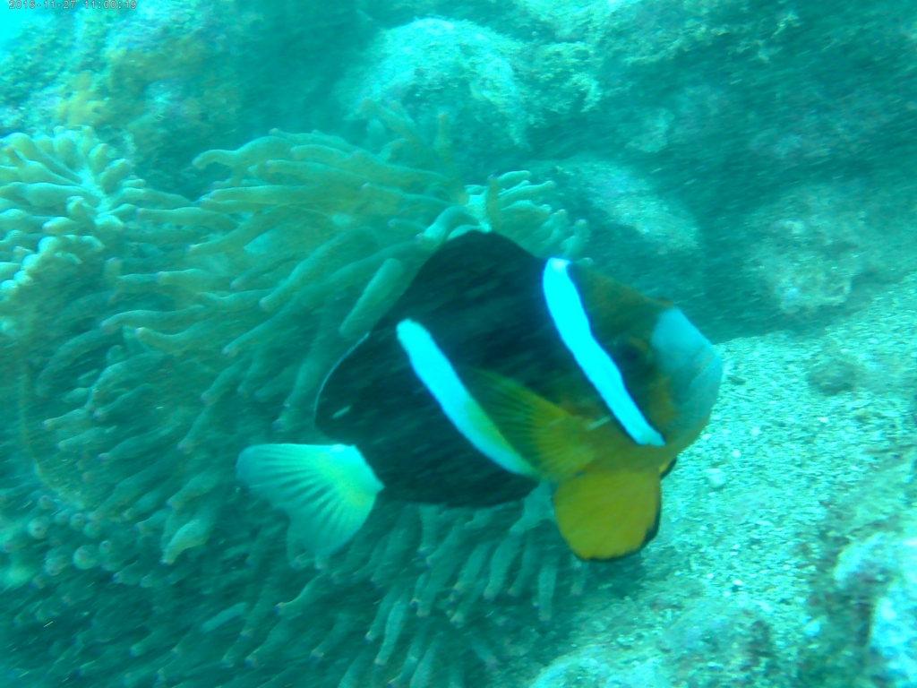 f:id:naox0812:20161228163308j:plain