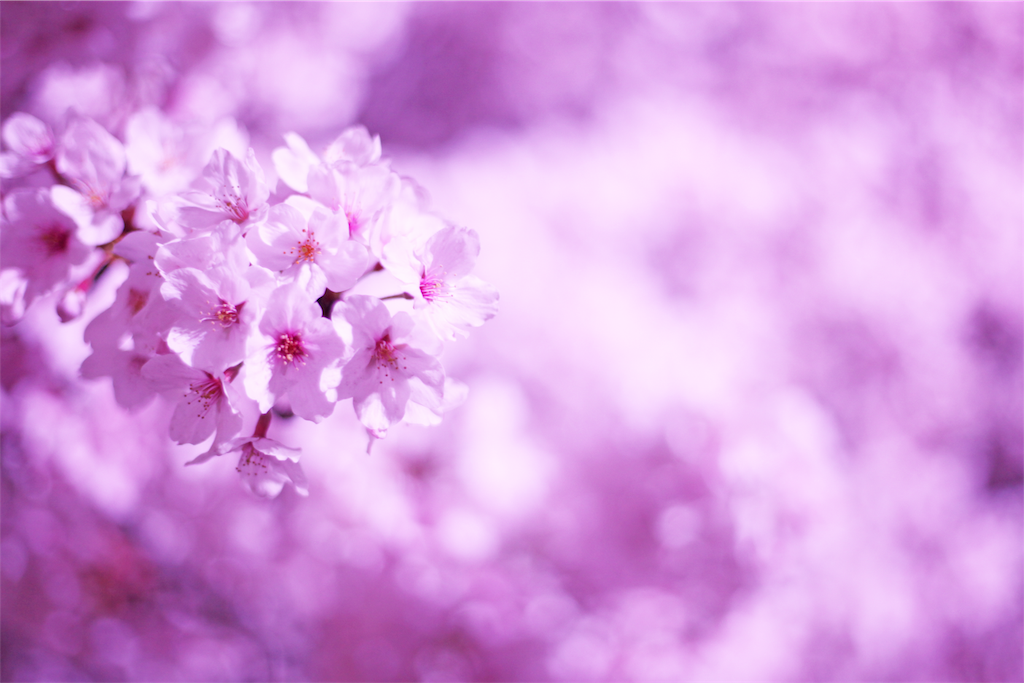 f:id:naoyablog:20190407192801p:image f:id:naoyablog:20190407192801p:image