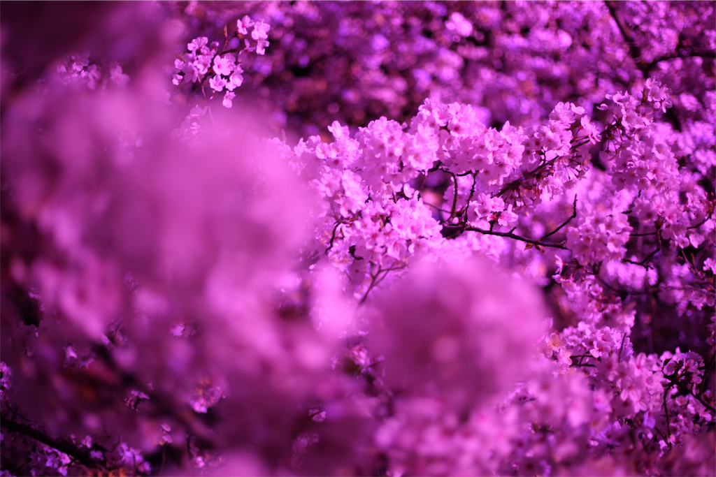 f:id:naoyablog:20190407224009p:image f:id:naoyablog:20190407224009p:image