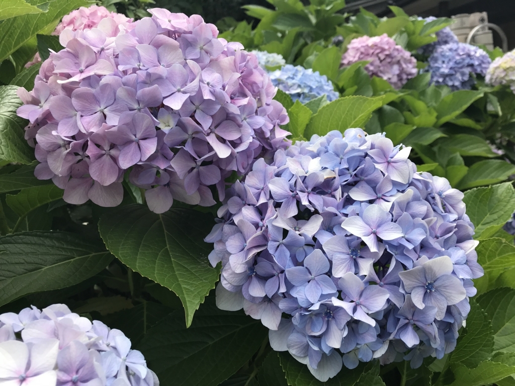 f:id:naoyafs1:20180609112005j:plain