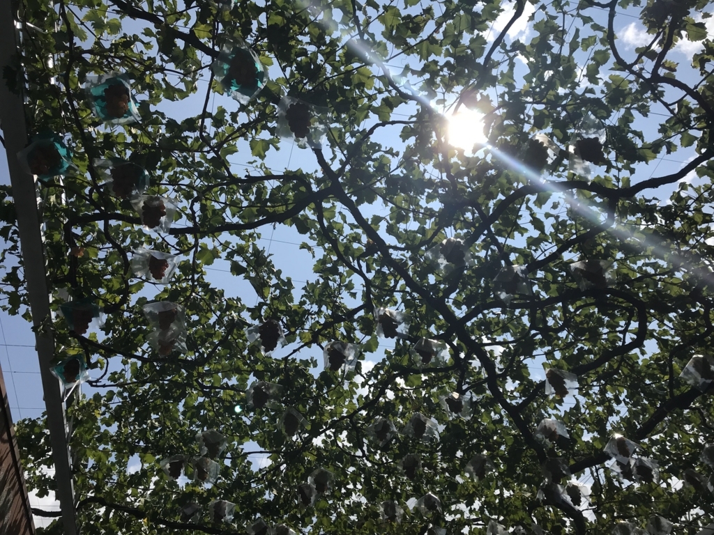 f:id:naoyafs1:20180813142206j:plain