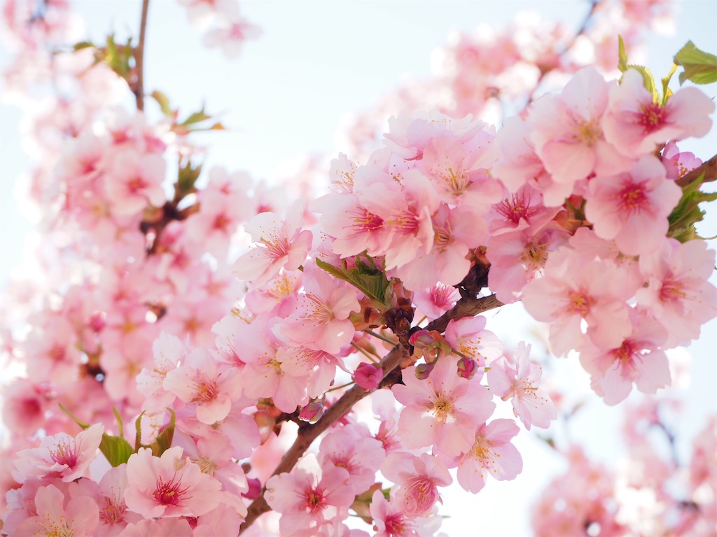 f:id:naoyafs1:20190320191656j:image