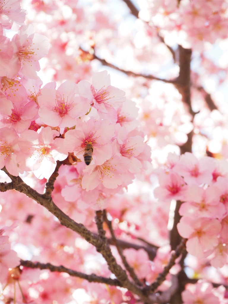 f:id:naoyafs1:20190320191715j:image