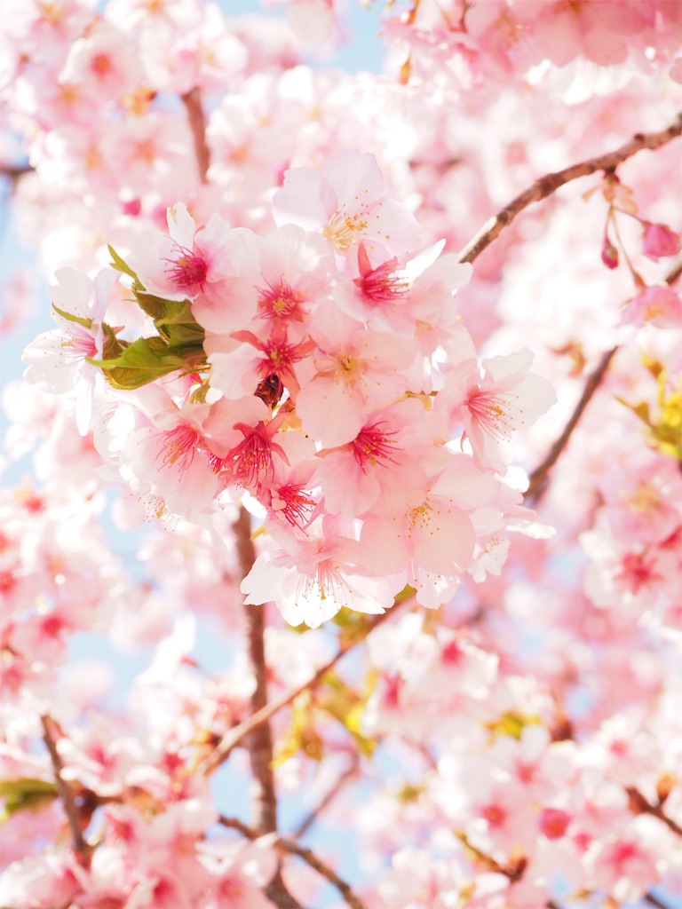 f:id:naoyafs1:20190320191719j:image