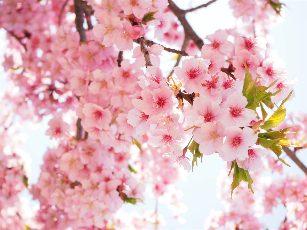 f:id:naoyafs1:20190320191723j:image