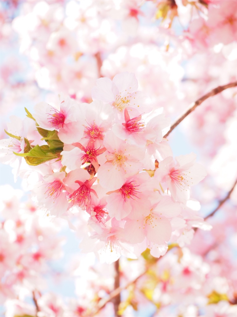 f:id:naoyafs1:20190320191728j:image