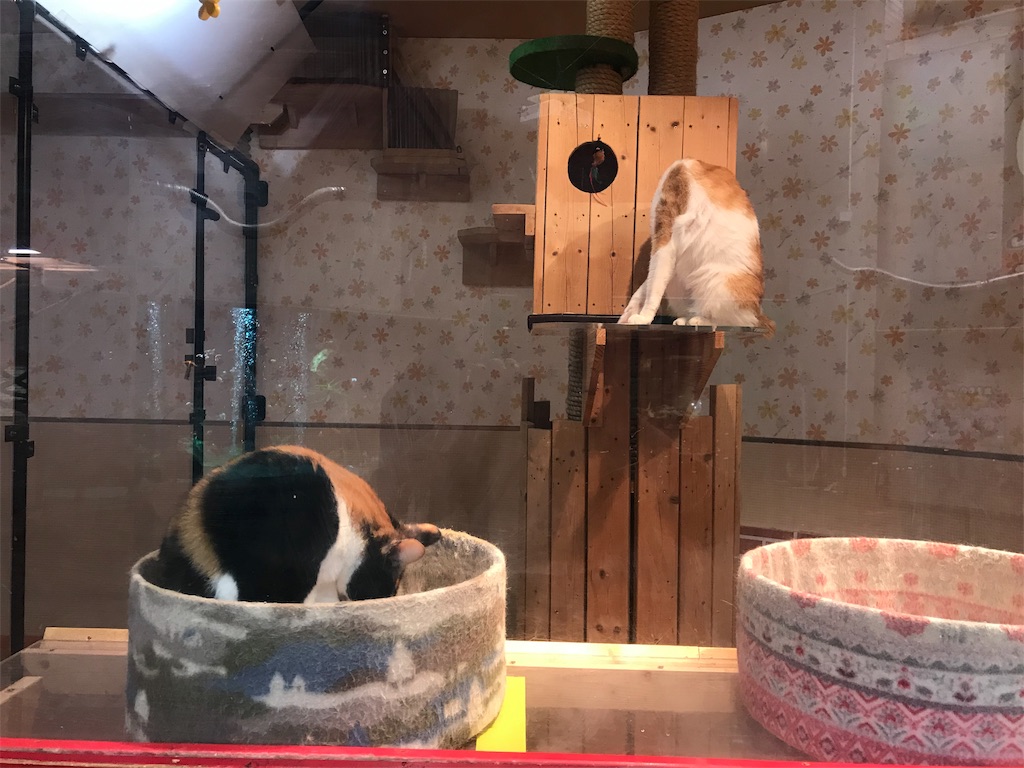 f:id:naoyafs1:20190418182611j:image
