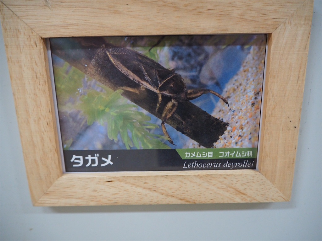 f:id:naoyafs1:20190418184007j:image