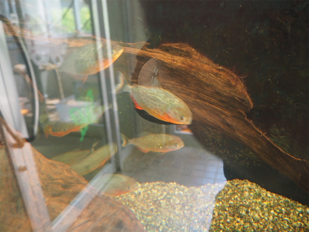 f:id:naoyafs1:20190418184146j:image