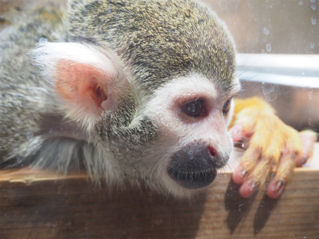 f:id:naoyafs1:20190418184150j:image