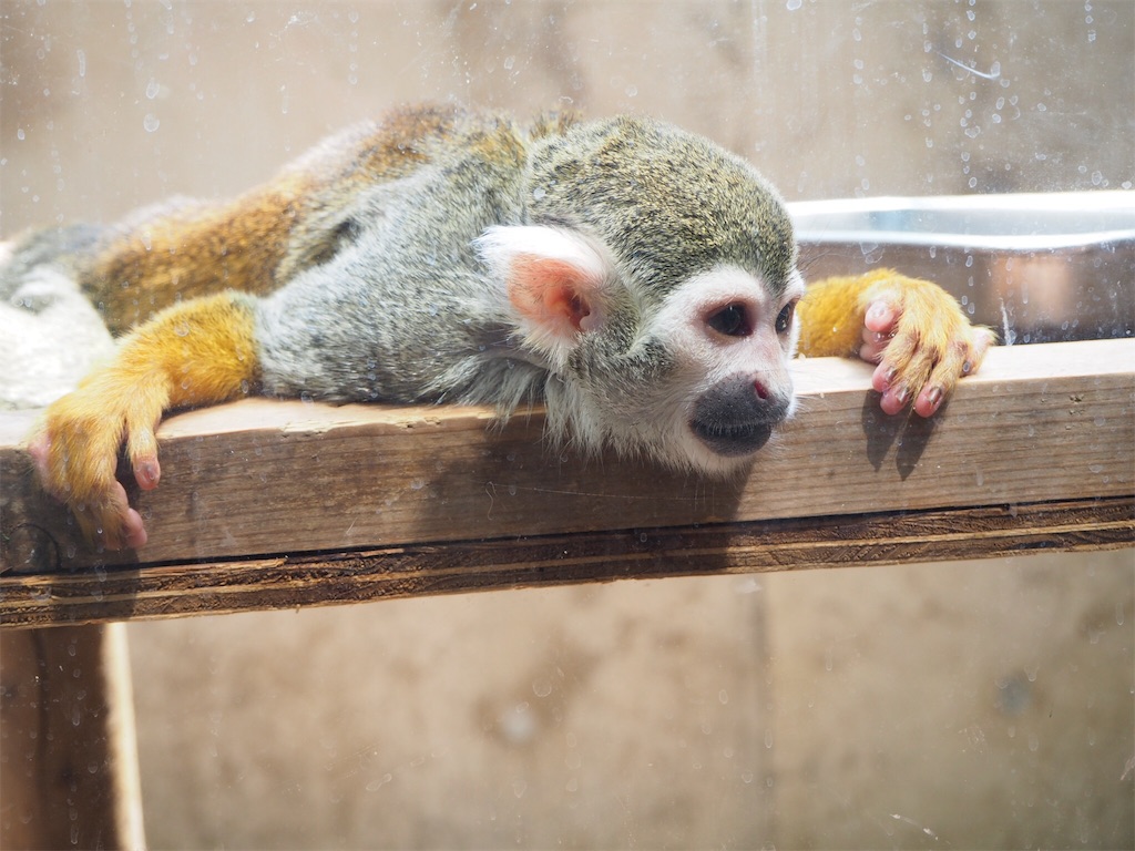 f:id:naoyafs1:20190418184154j:image