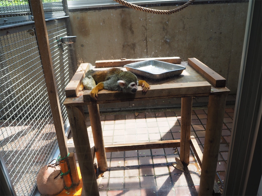 f:id:naoyafs1:20190418184157j:image