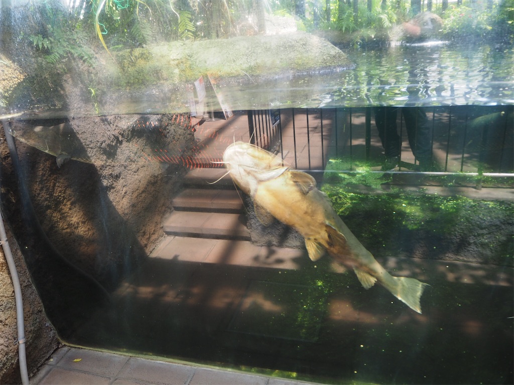 f:id:naoyafs1:20190418184200j:image