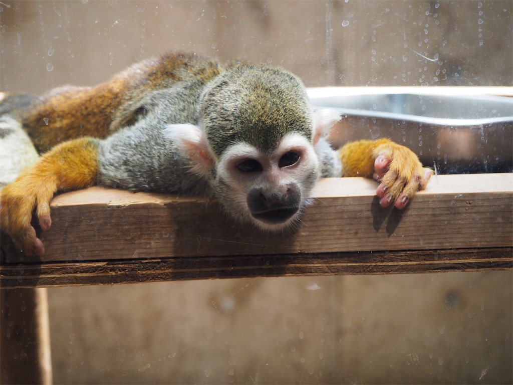 f:id:naoyafs1:20190418184203j:image