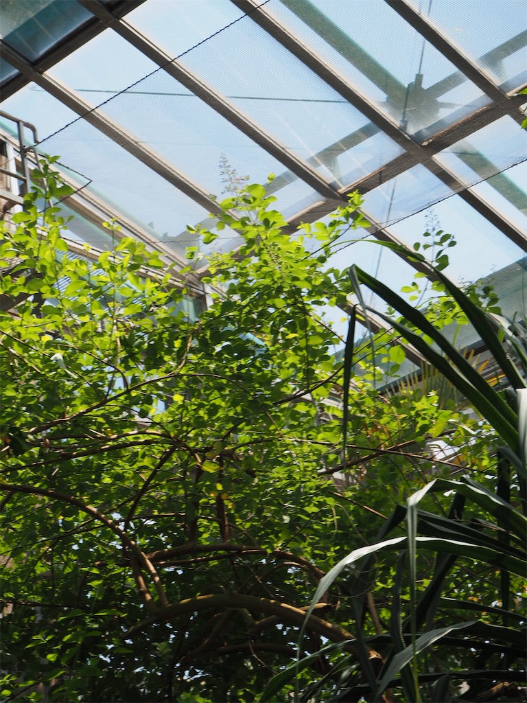 f:id:naoyafs1:20190418184218j:image