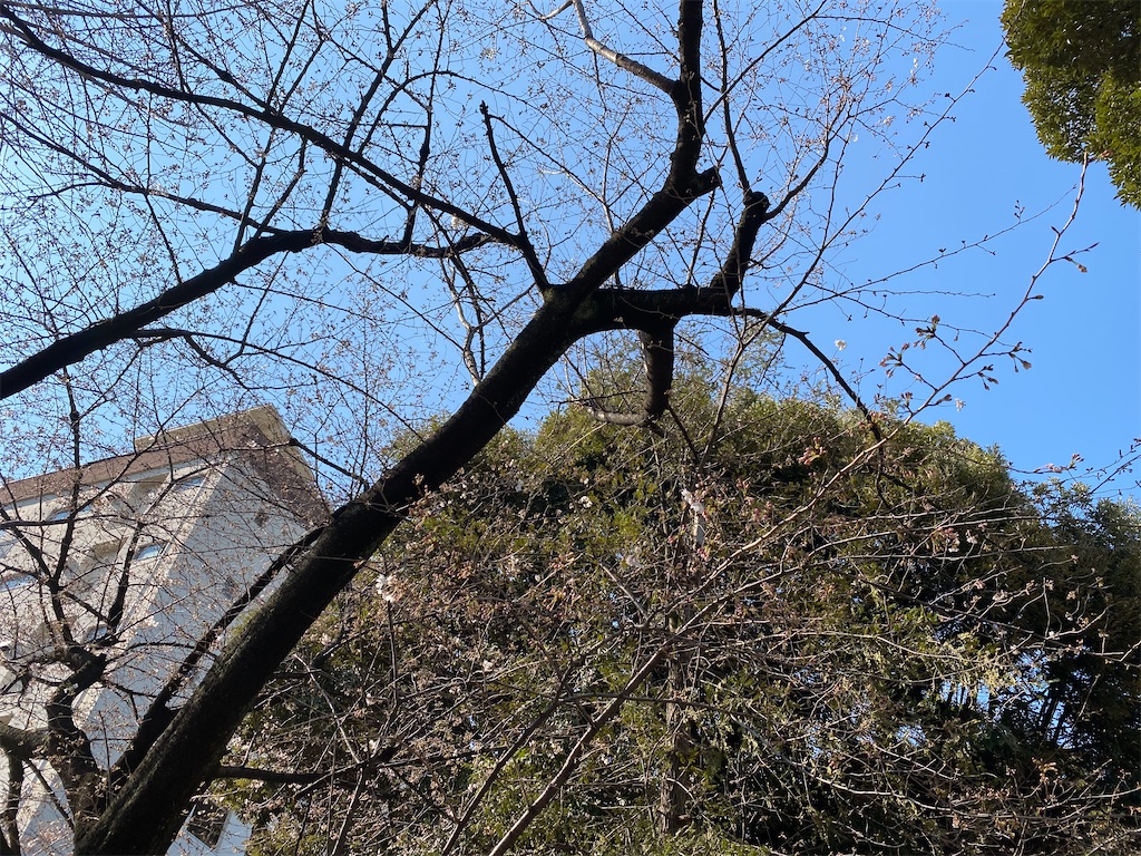 f:id:naoyafs1:20200318214459j:image