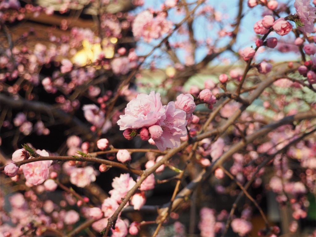 f:id:naoyafs1:20200318214615j:image