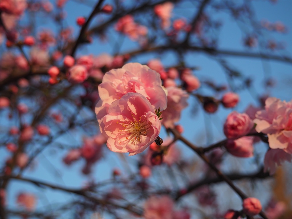 f:id:naoyafs1:20200318214628j:image