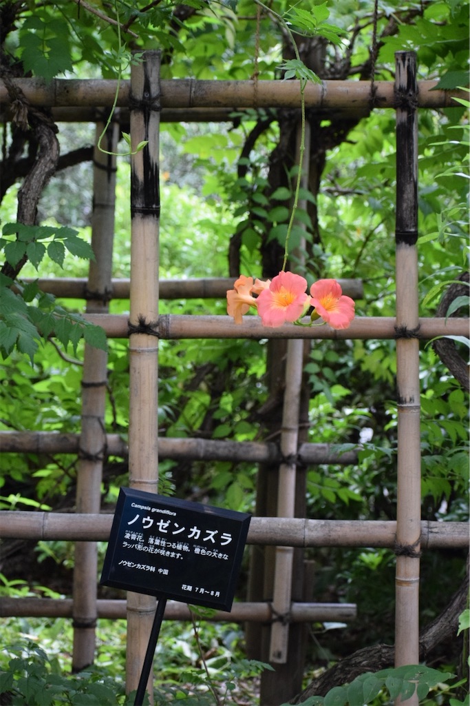 f:id:naoyafs1:20200730190040j:image