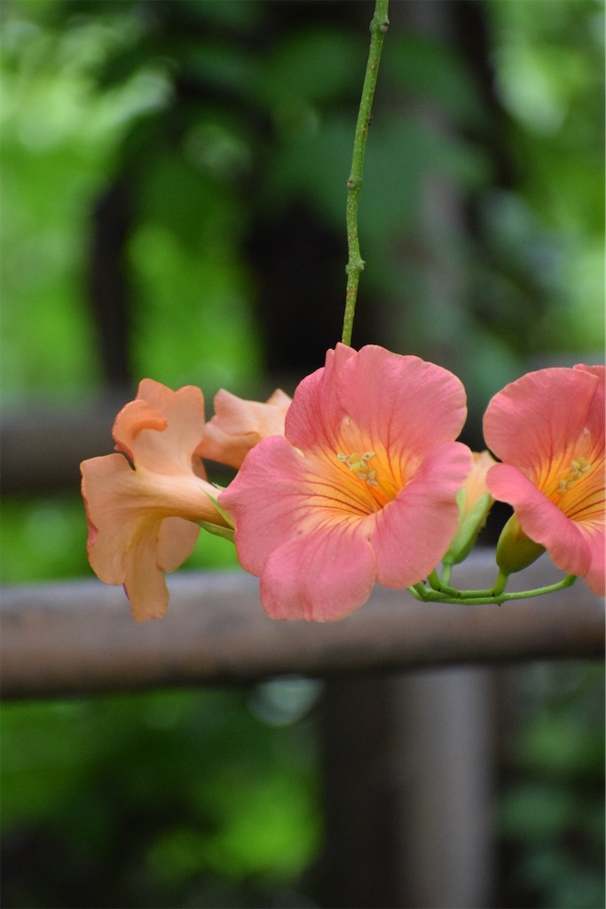 f:id:naoyafs1:20200730190101j:image