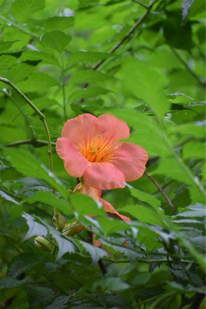 f:id:naoyafs1:20200730190105j:image