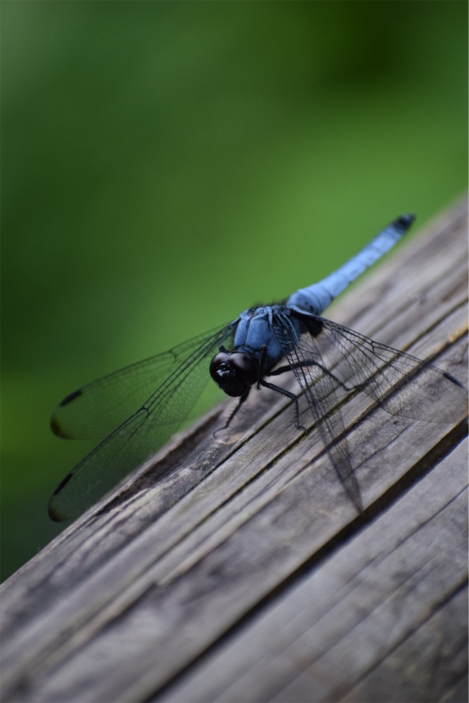 f:id:naoyafs1:20200730190112j:image