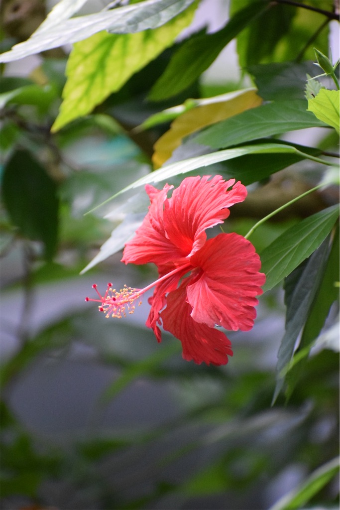 f:id:naoyafs1:20200812152308j:image