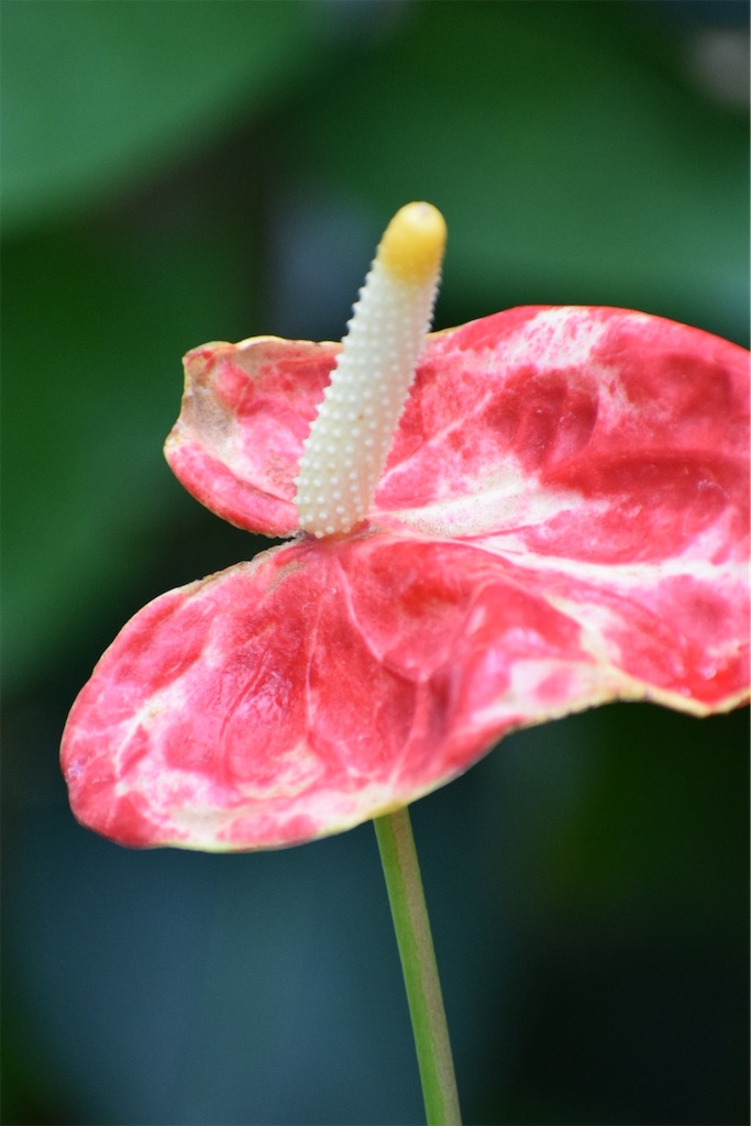 f:id:naoyafs1:20200812152806j:image