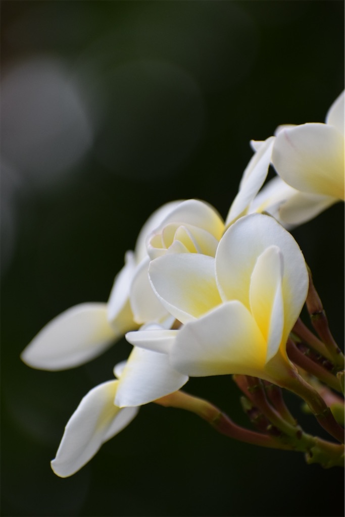 f:id:naoyafs1:20200812152809j:image
