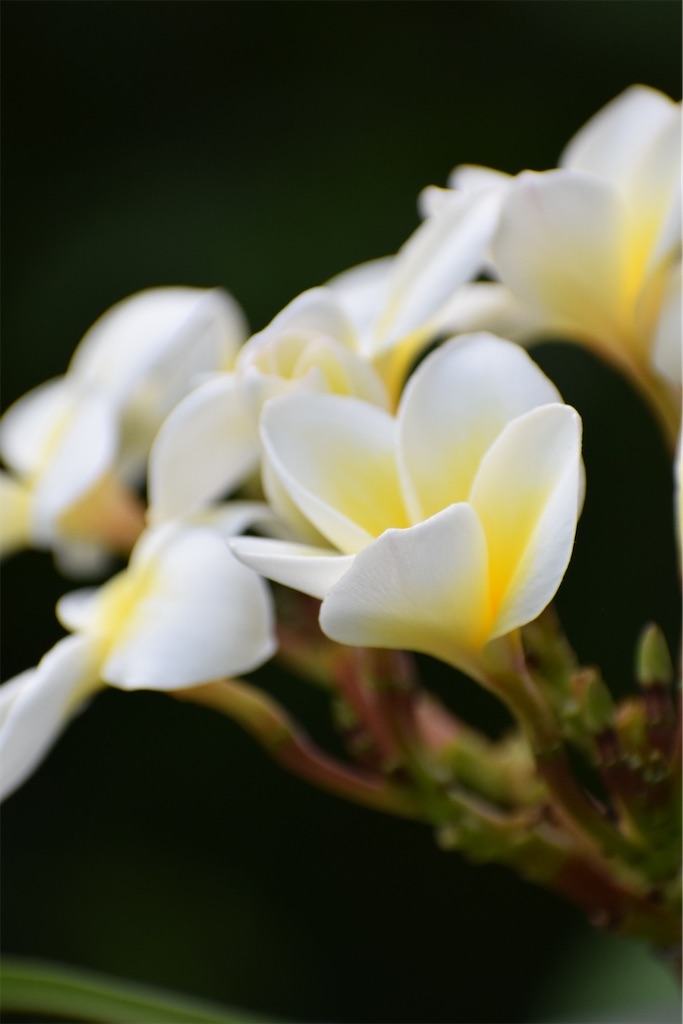 f:id:naoyafs1:20200812152829j:image