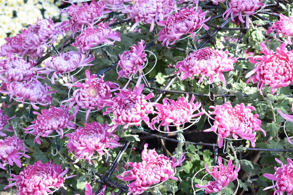 f:id:naoyafs1:20201117191339j:image f:id:naoyafs1:20201117191339j:image