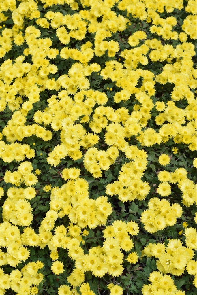 f:id:naoyafs1:20201117191404j:image f:id:naoyafs1:20201117191404j:image