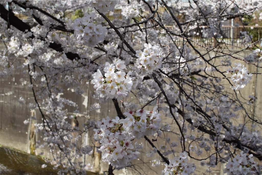 f:id:naoyafs1:20210324162237j:image
