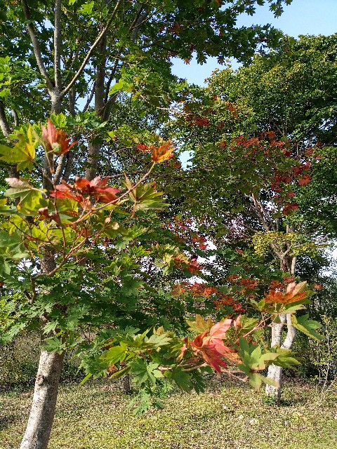 f:id:naoyafs1:20210930074633j:image