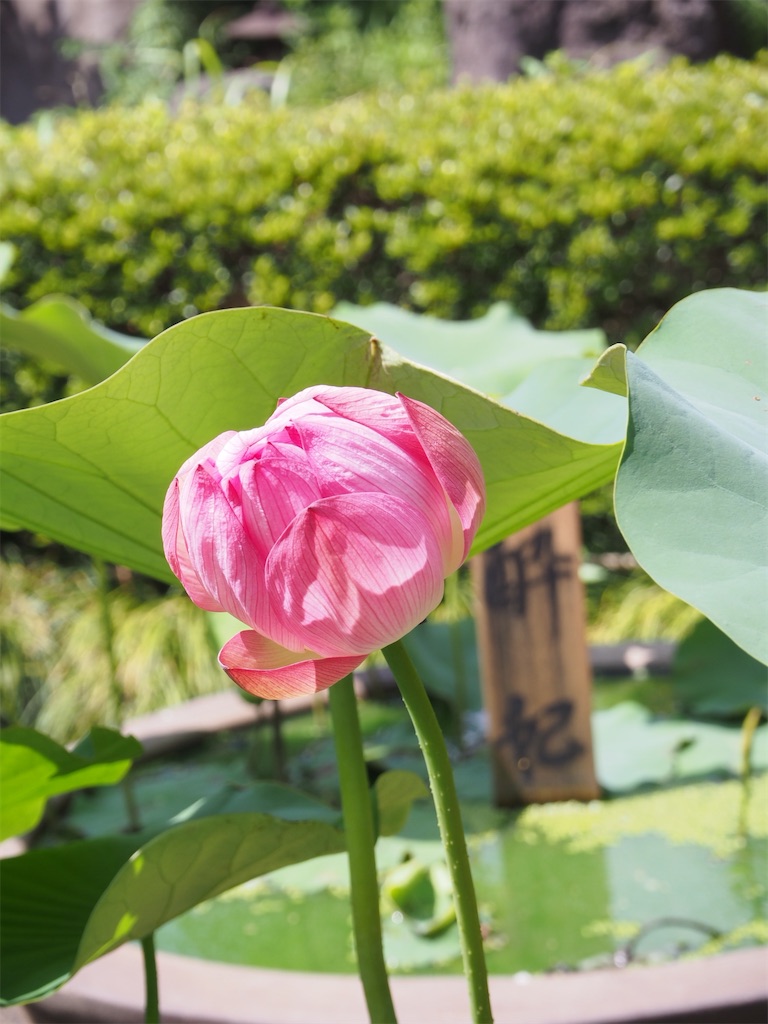 f:id:naoyafs1:20220115104153j:image