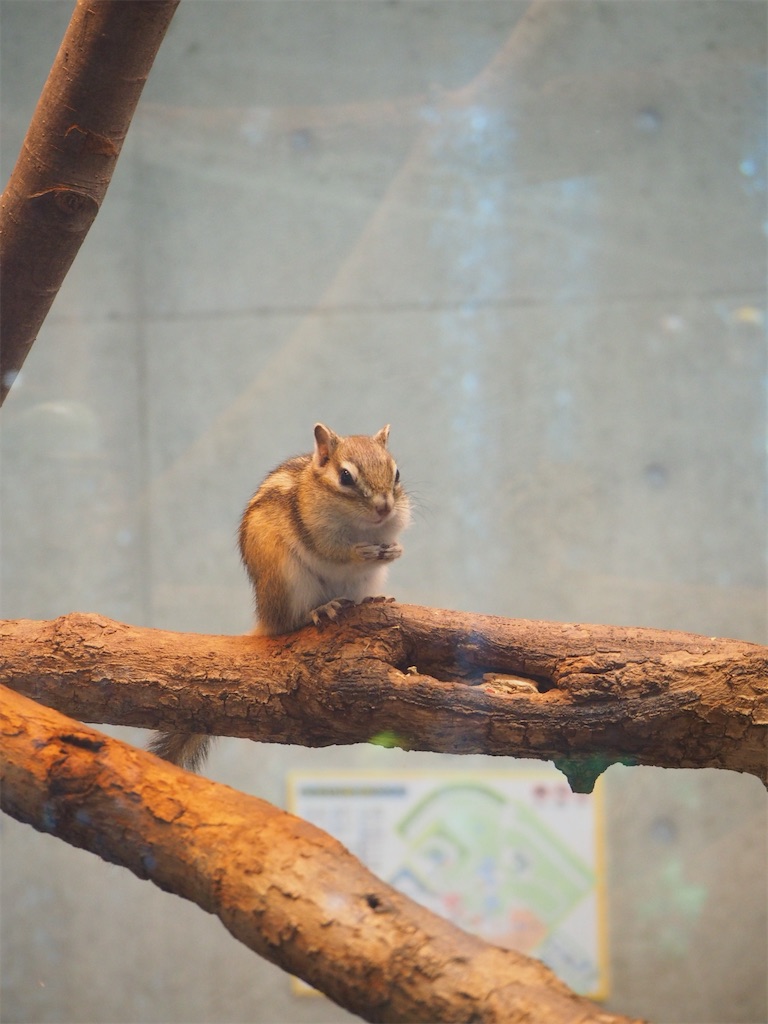 f:id:naoyafs1:20220311113428j:image f:id:naoyafs1:20220311113428j:image