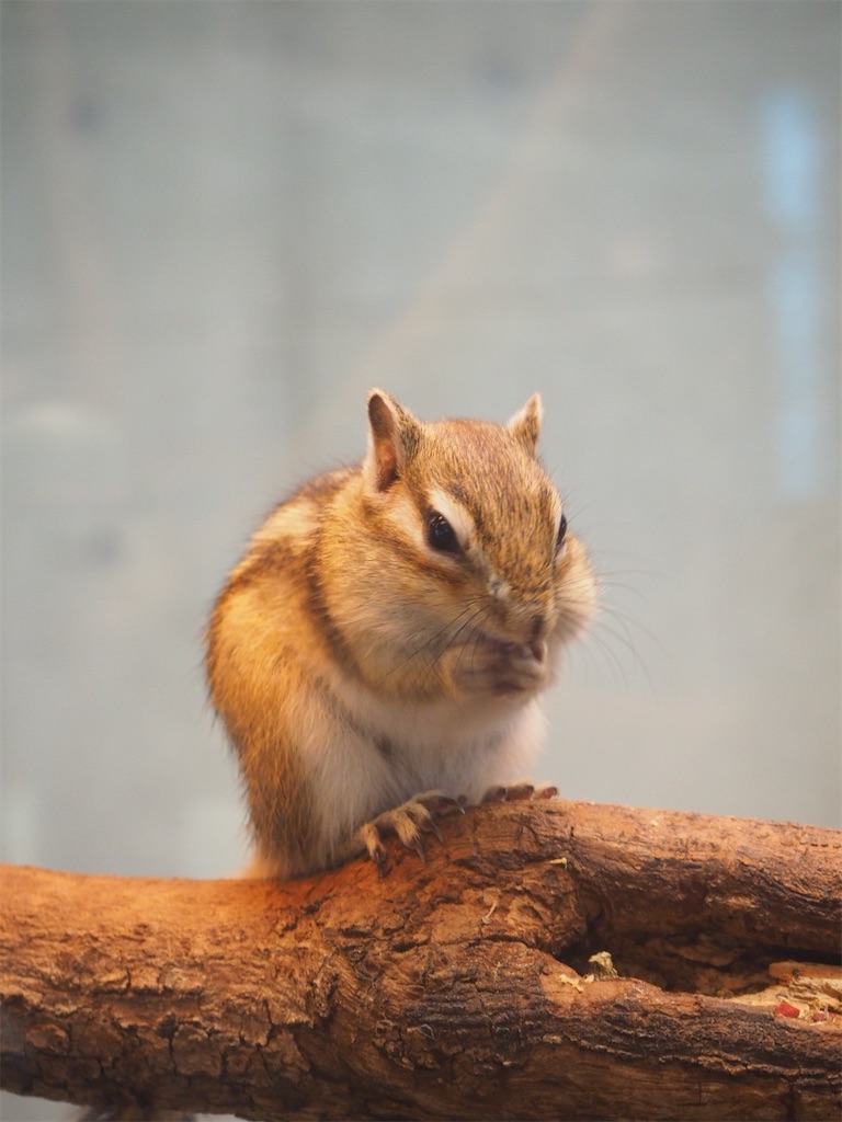 f:id:naoyafs1:20220311113430j:image f:id:naoyafs1:20220311113430j:image