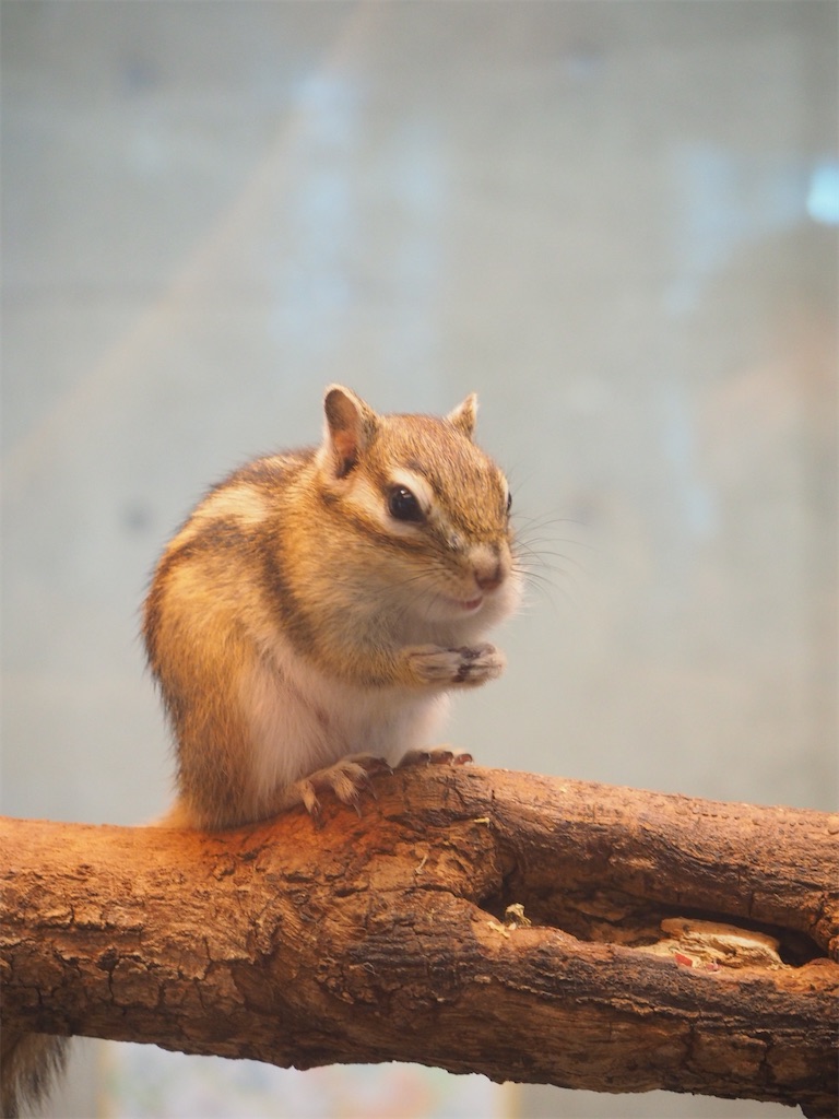 f:id:naoyafs1:20220311113433j:image f:id:naoyafs1:20220311113433j:image