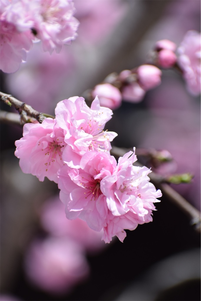 f:id:naoyafs1:20220328155334j:image