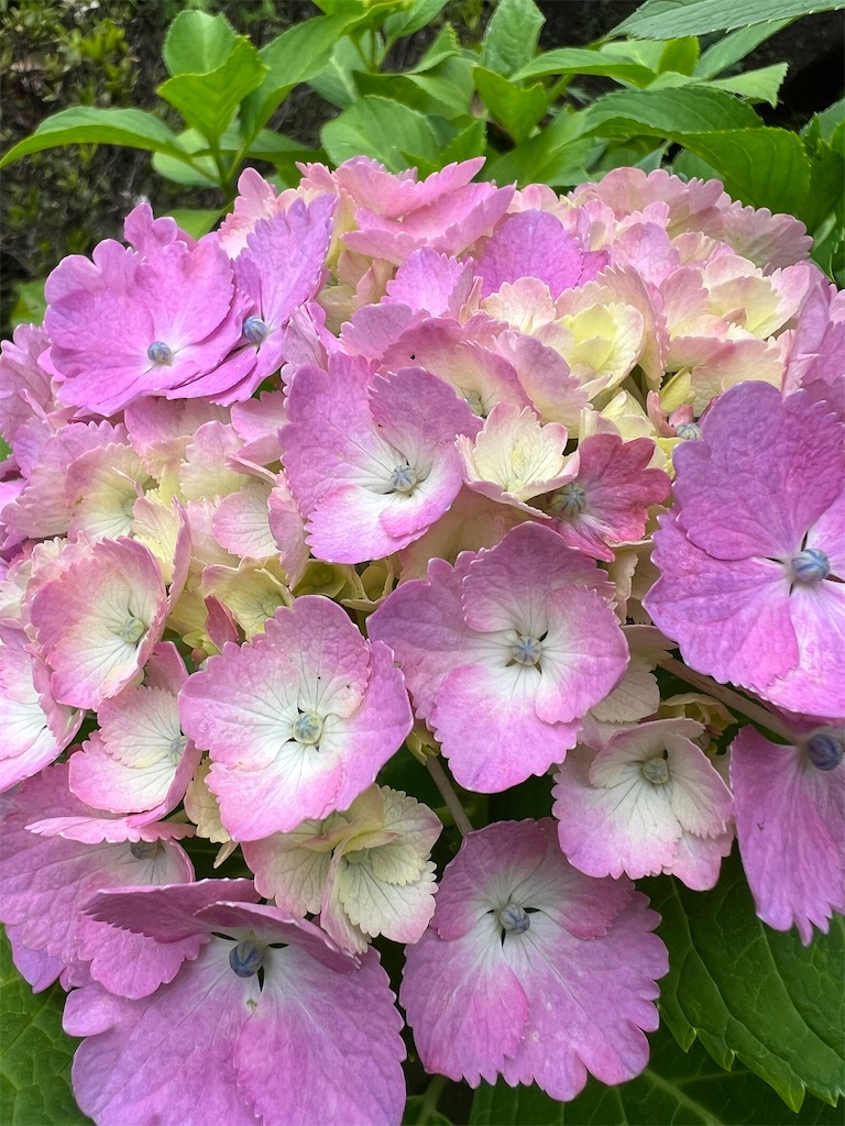 f:id:naoyafs1:20220608144431j:image