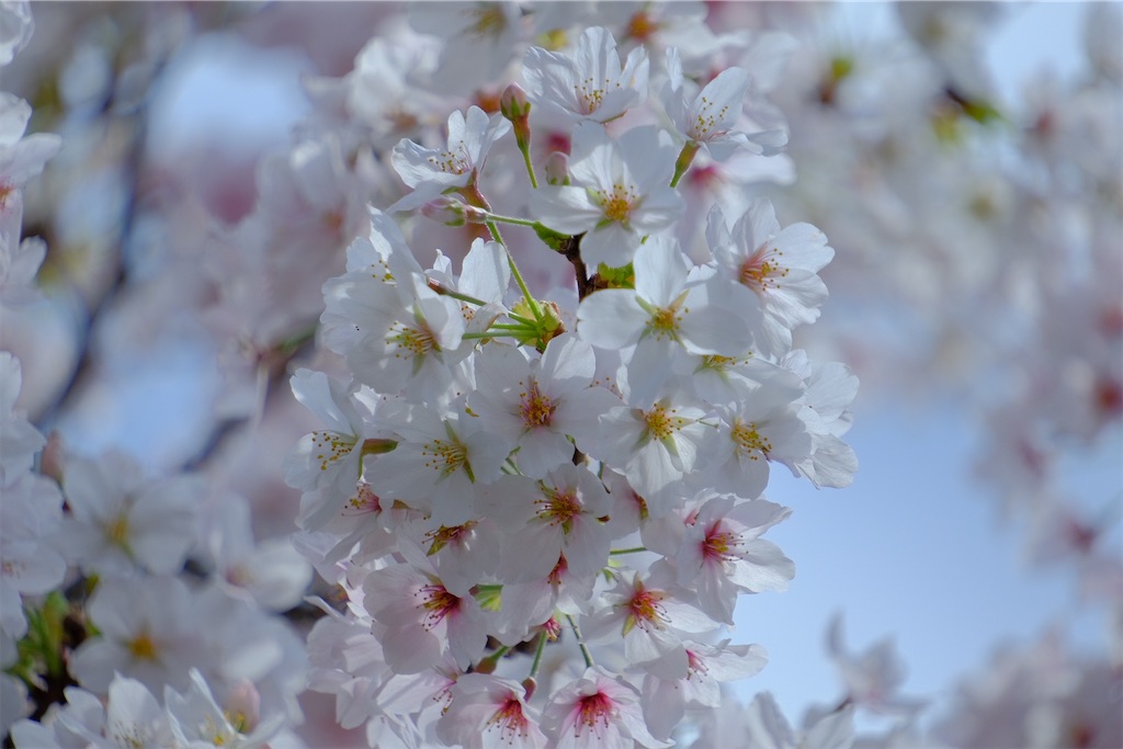 f:id:naoyafs1:20230329174751j:image f:id:naoyafs1:20230329174751j:image