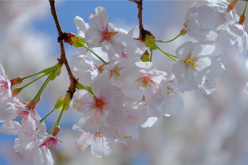 f:id:naoyafs1:20230329174806j:image f:id:naoyafs1:20230329174806j:image