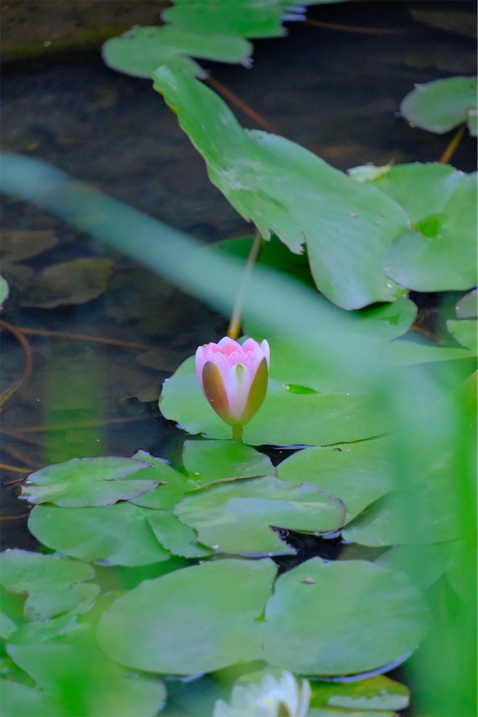 f:id:naoyafs1:20230503170408j:image