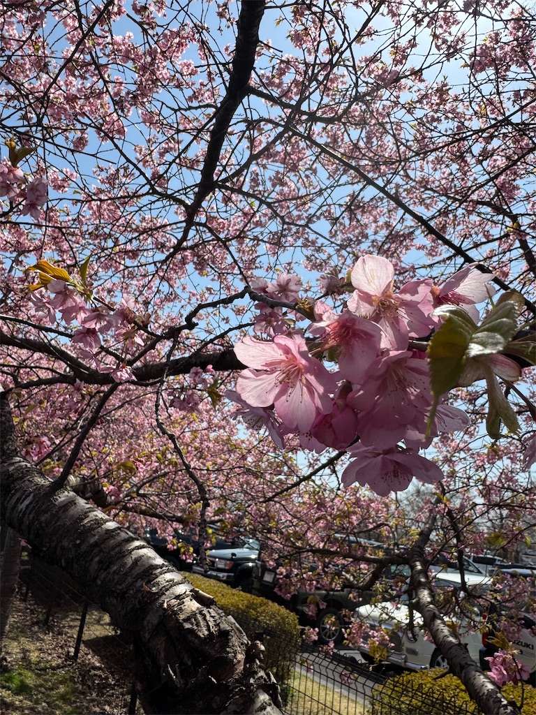 f:id:naoyafs1:20250406065111j:image